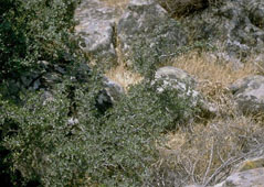 Foto: L'Azienda Foreste salva la Zelcova