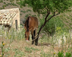 Foto: Castelbuono, asini-spazzini?