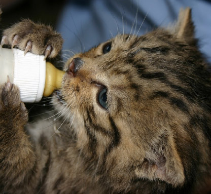 Salviamo Il Gatto Selvatico