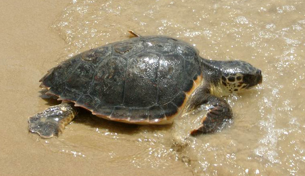 Caretta