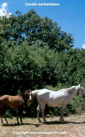 A cavallo sui Nebrodi