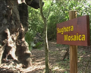 La sughera mosaica