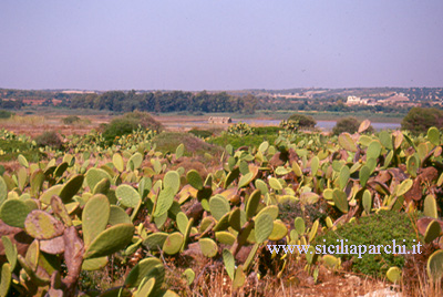 Vegetazione tipica all'interno dell'area protetta