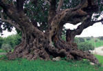 Foto 14 - I grandi alberi di Sicilia
Carrubbo di Caschetto