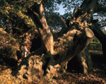 Foto 15 - I grandi alberi di Sicilia
Castagno dei Cento Cavalli