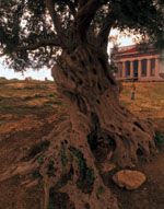 Foto 12 - I grandi alberi di Sicilia
Olivo della Concordia