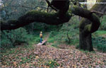 Foto 13 - I grandi alberi di Sicilia
Roverella del Castello della Pietra