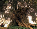 Foto 16 - I grandi alberi di Sicilia
Ulivo Millenario di Motta S. Anastasia
