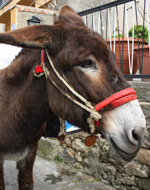 Vai al dettaglio della Notizia 