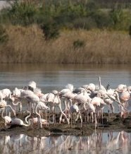 Vai al dettaglio della Notizia 