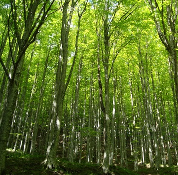 Vai al dettaglio della Notizia 